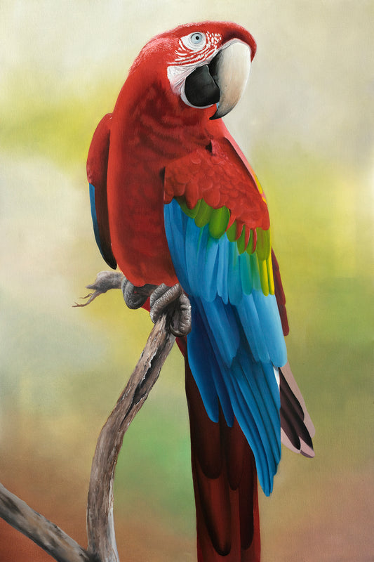 Scarlet macaw - natures rainbow